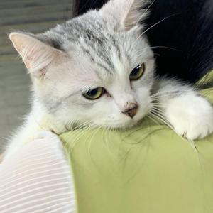 黄色一级片在线
