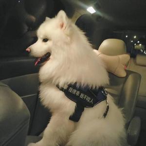 黄色一级片在线
